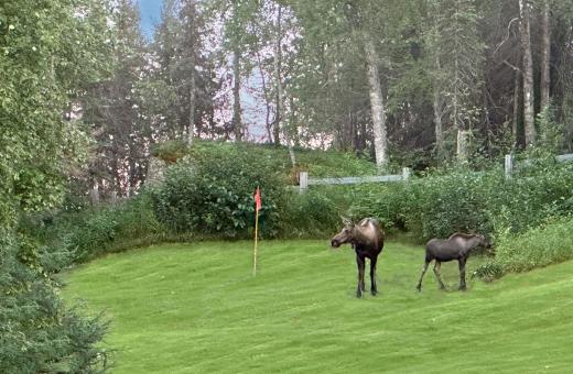 Moose in the Yard