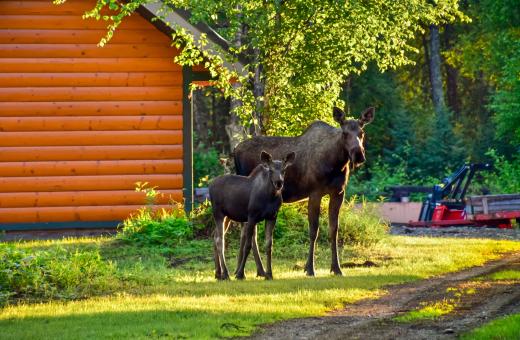 Moose Near the Shulin Lake Lodge