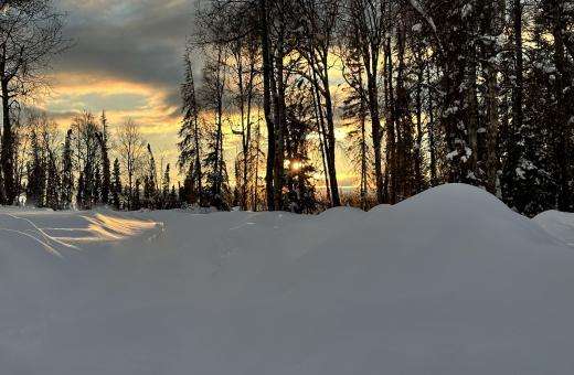Alaskan Winter Sun Through the Trees 