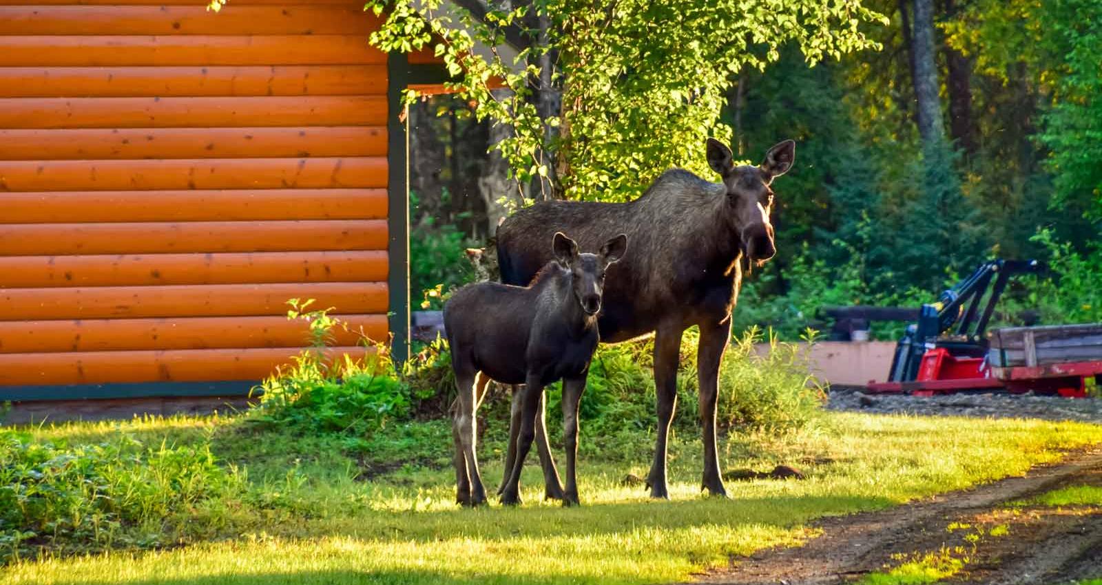 Moose in yard